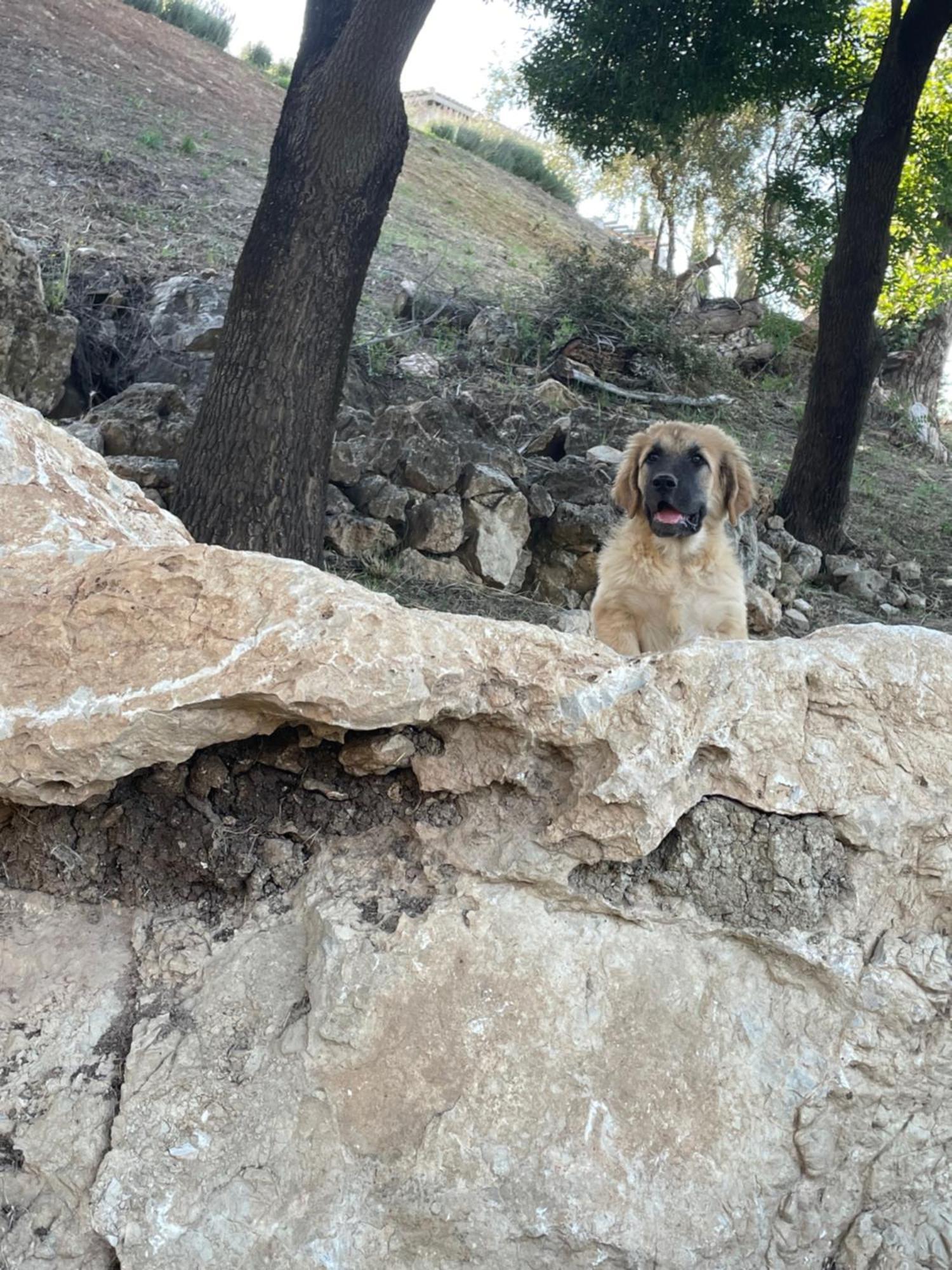 Cortijo Rancho Verde コルメナル エクステリア 写真